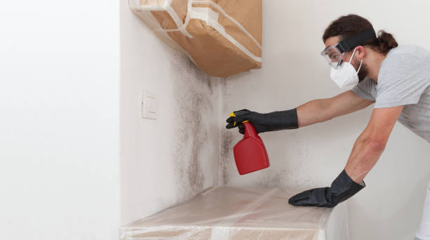 Professional Basement Mold Removal technician working in Fountainville, PA