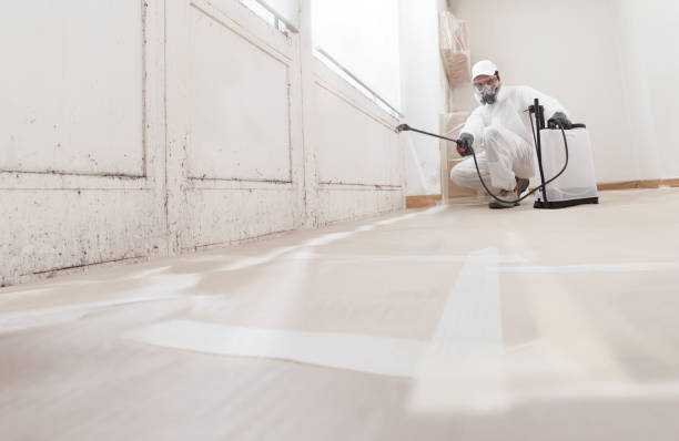 24/7 Emergency Basement Mold Removal experts in Fountainville, PA