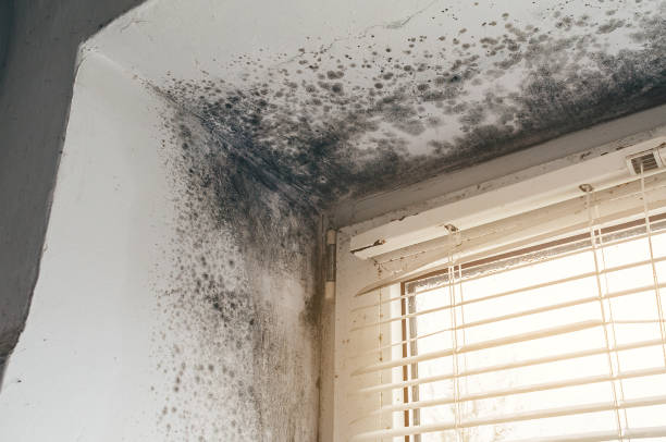 Affordable Basement Mold Removal solutions in Fountainville, PA