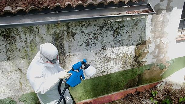 Top rated local Basement Mold Removal specialists in Fountainville, PA